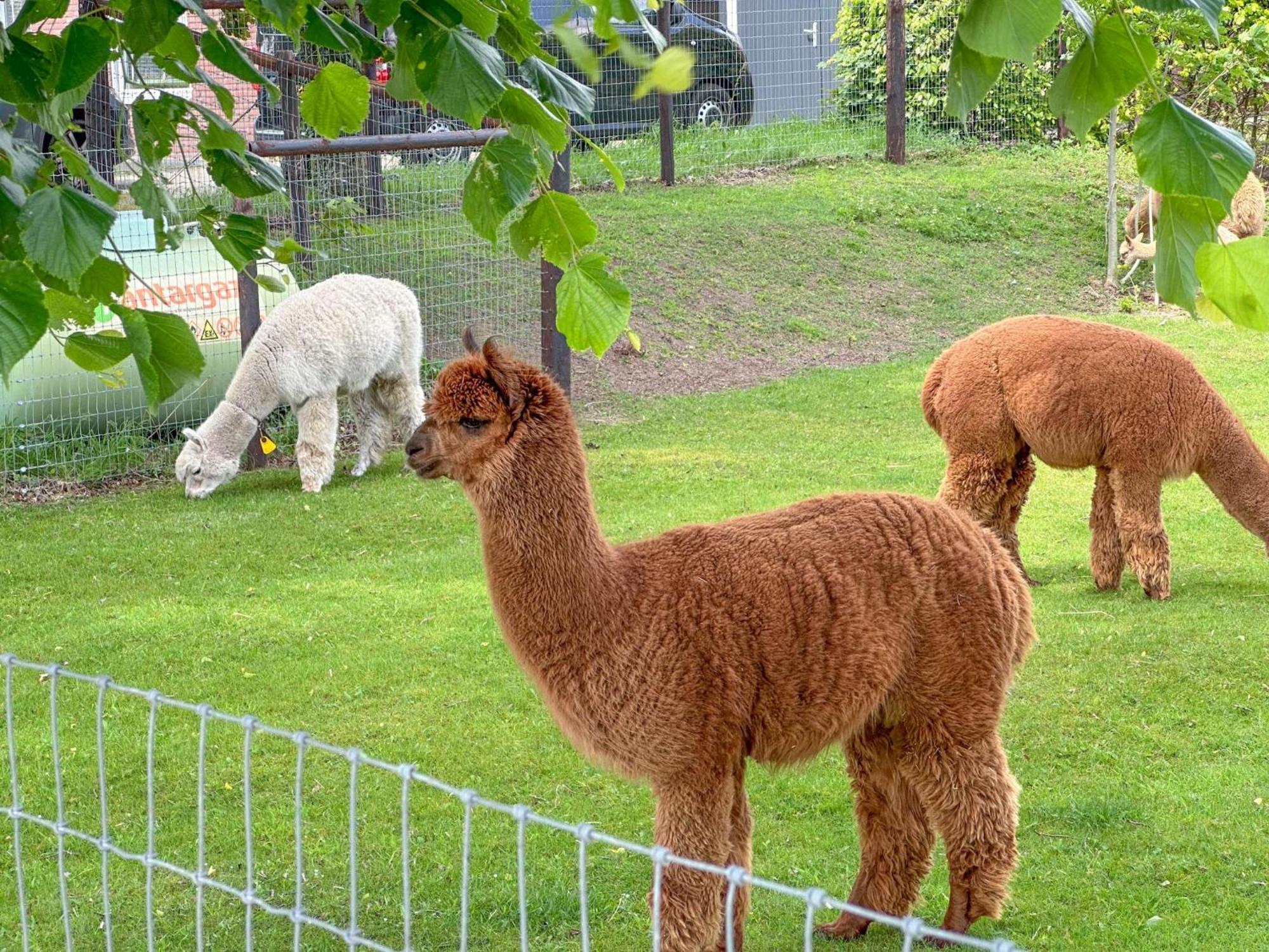 Alpacafarm Vorstenbosch Zewnętrze zdjęcie